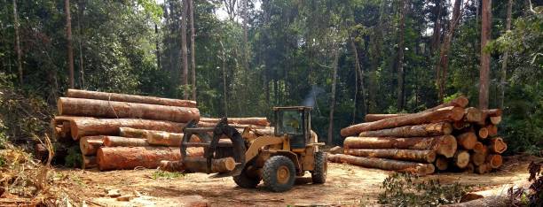 How Our Tree Care Process Works  in  Dauphin Island, AL