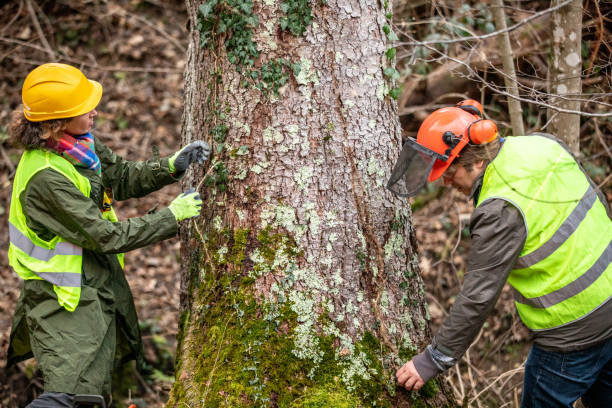 Dauphin Island, AL Tree Services Company